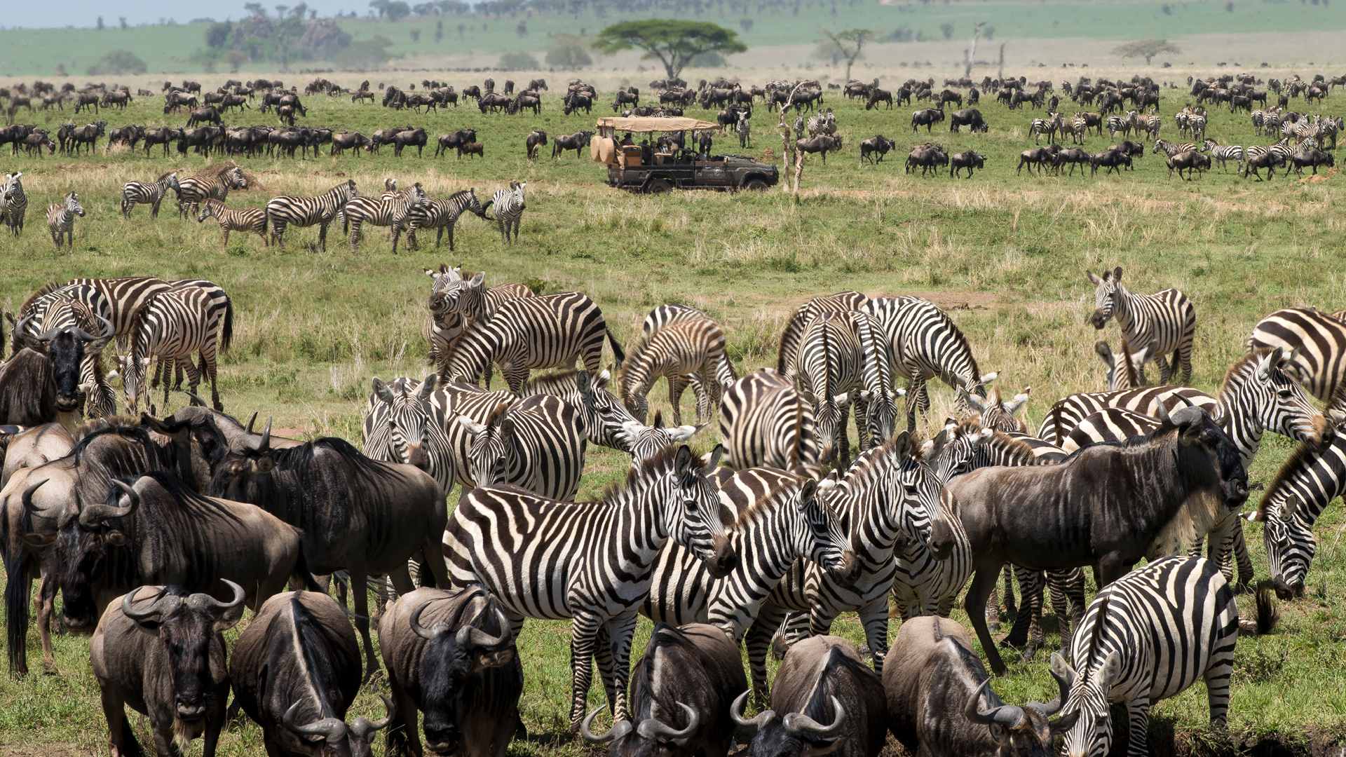 East Africa safari