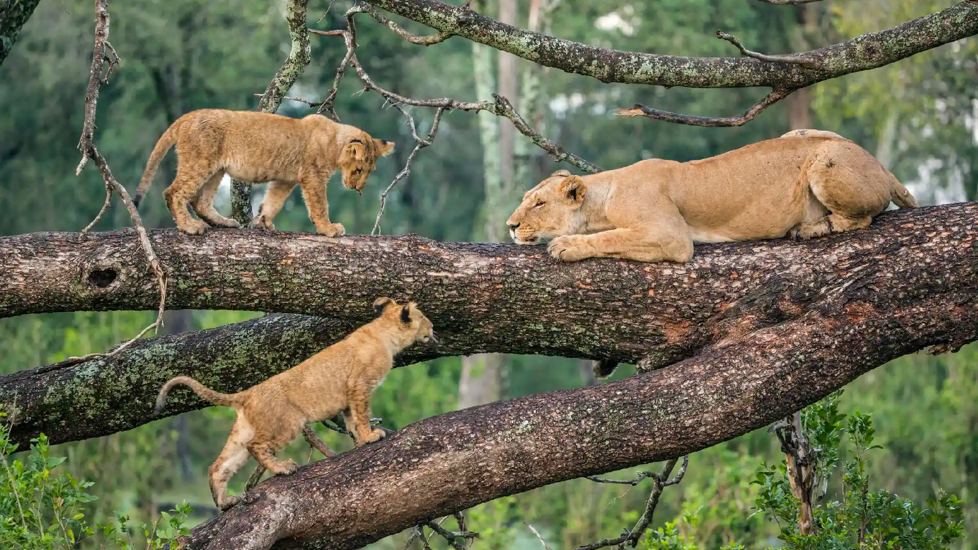 Lake Manyara National Park
