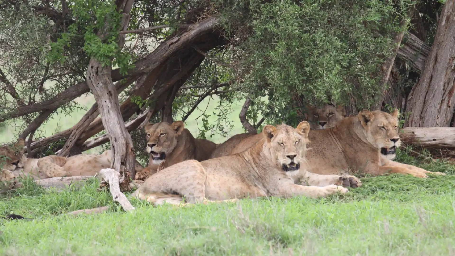 Lumo Community Wildlife Sanctuary