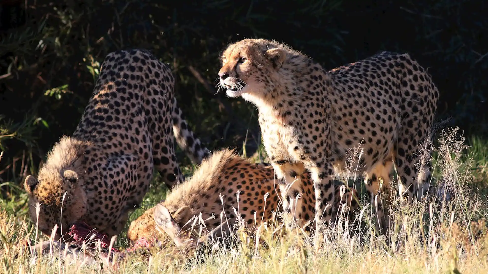 Mara North Conservancy