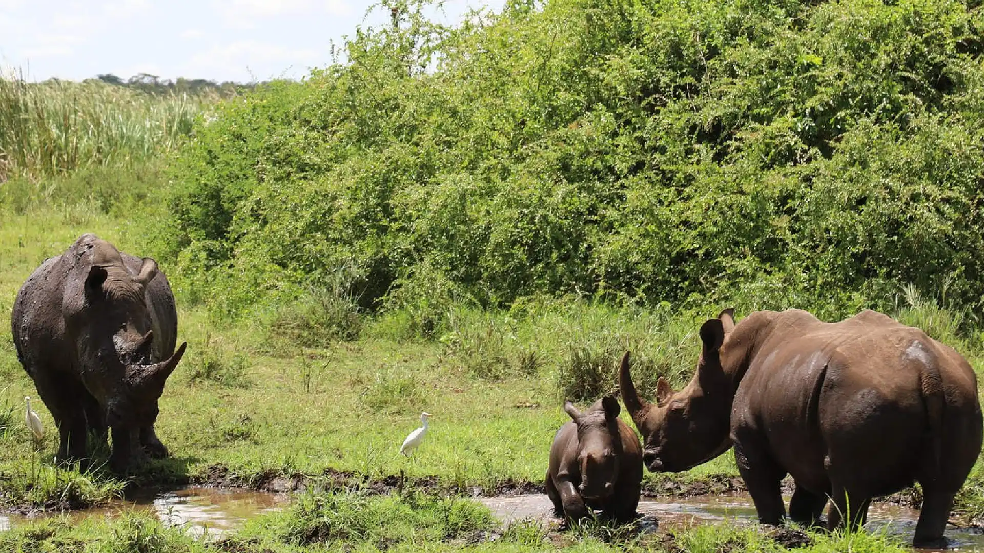 Meru National Park