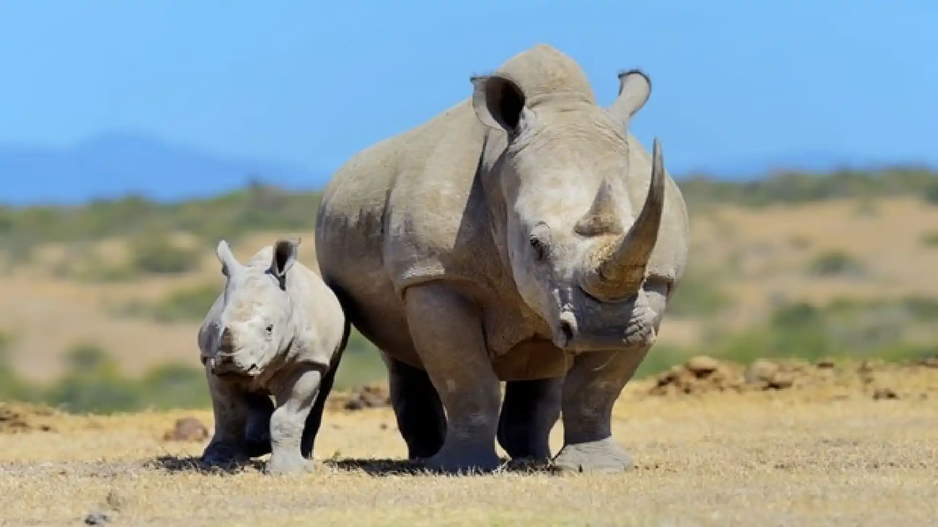 Ol Pejeta Conservancy