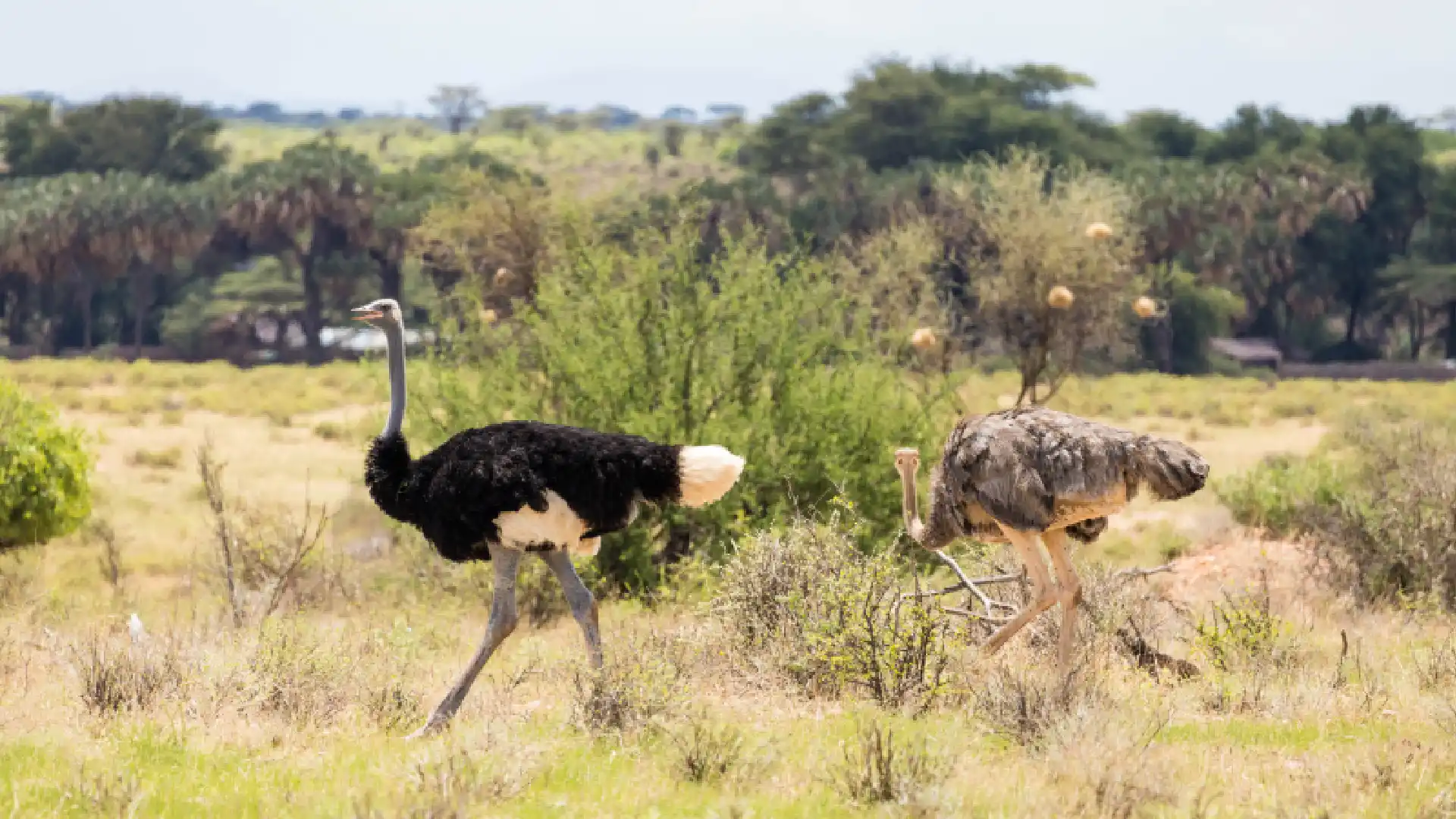 Samburu National Park 