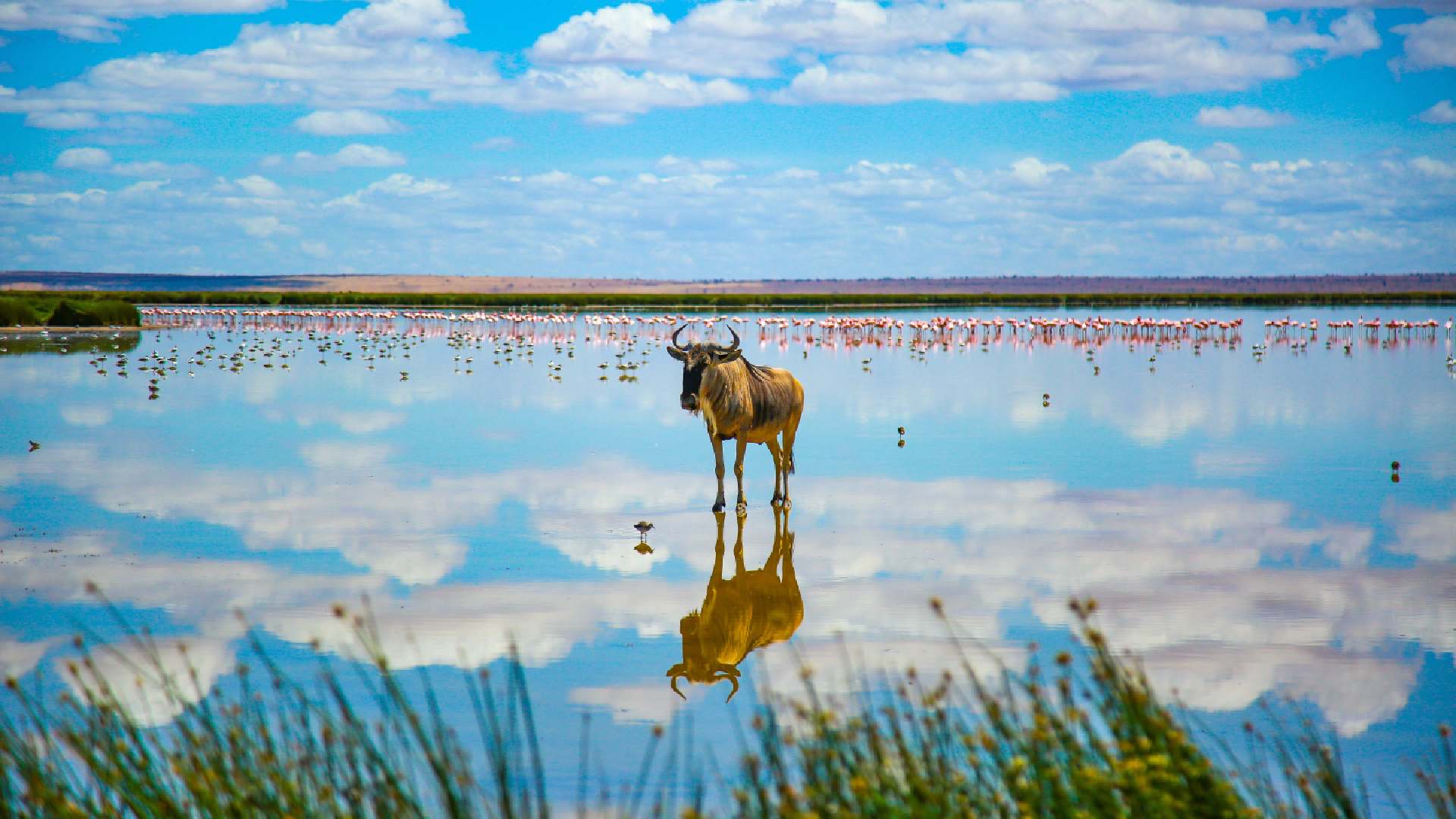 kenya signature budget safari – 8 days safari