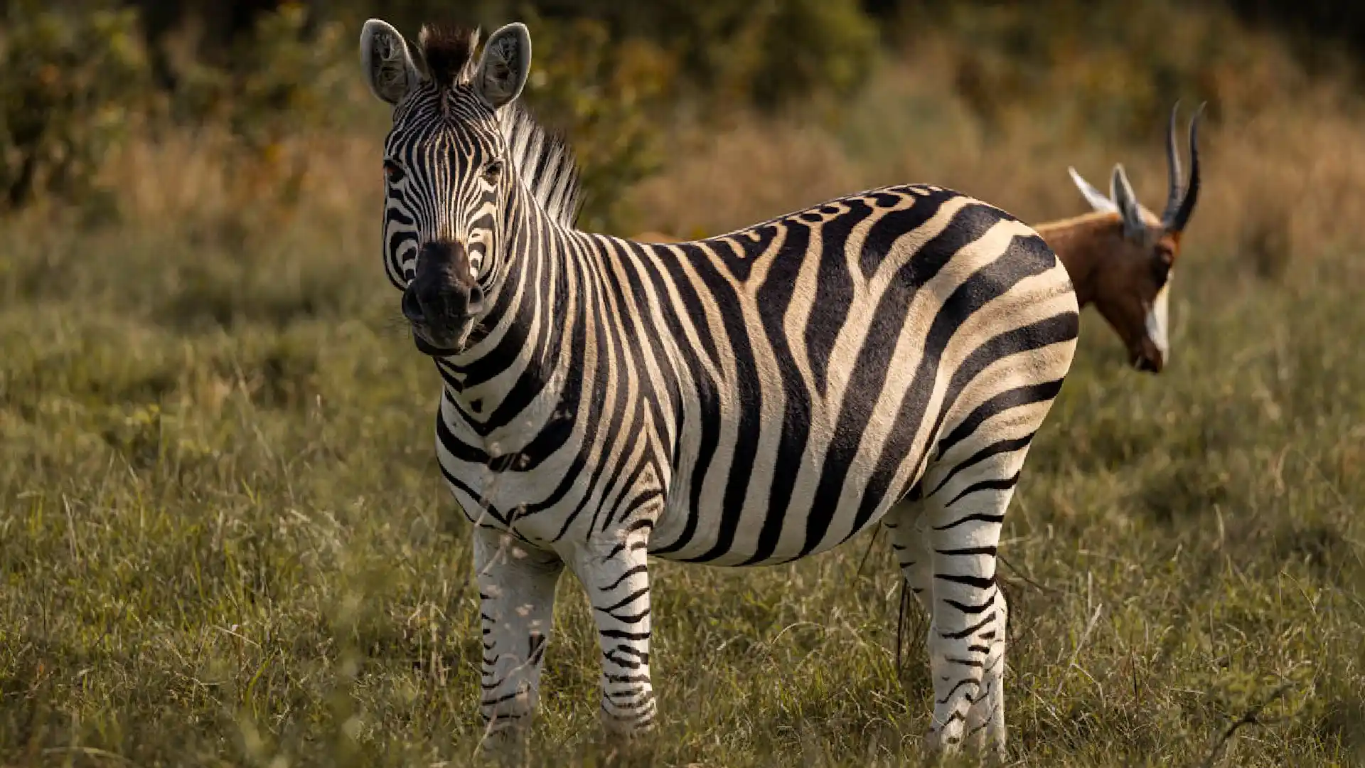 tsavo west park